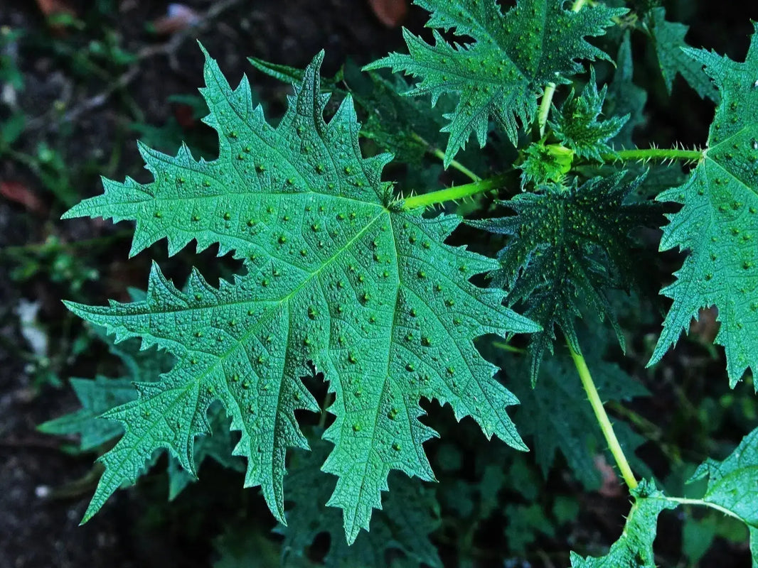 Sustainable Fabric: Himalayan Giant Nettle Earth Wisdom Collection